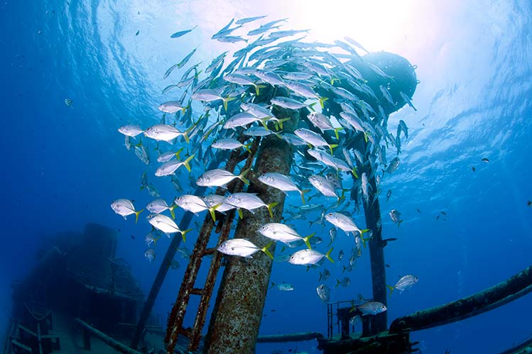 Cayman Turtle Divers | Scuba Adventure