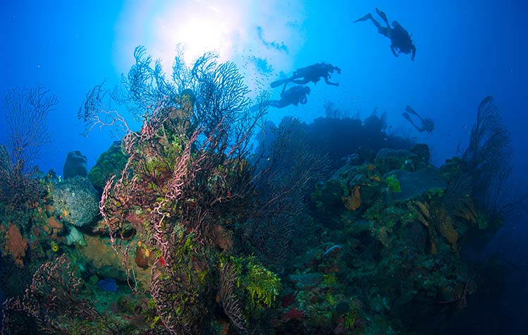 Cayman Turtle Divers